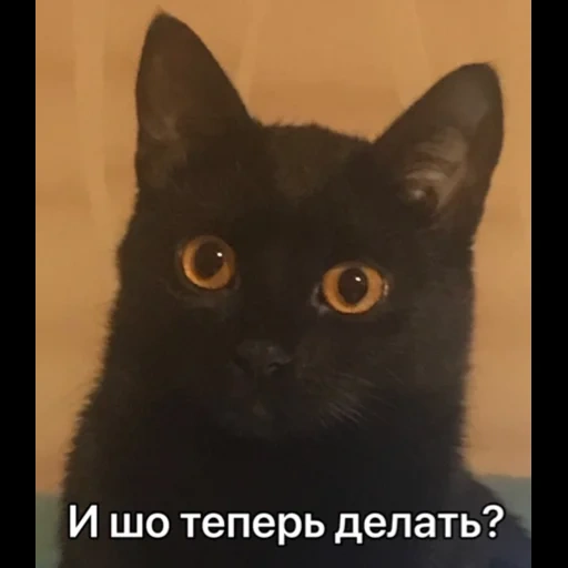 der kater, schwarzer kater, schwarze katze, das kätzchen ist schwarz, bombay cat