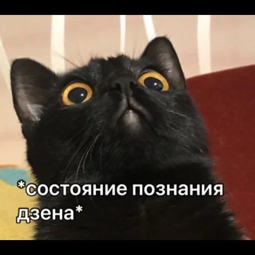 cat, kote, cat, black cat, black cat