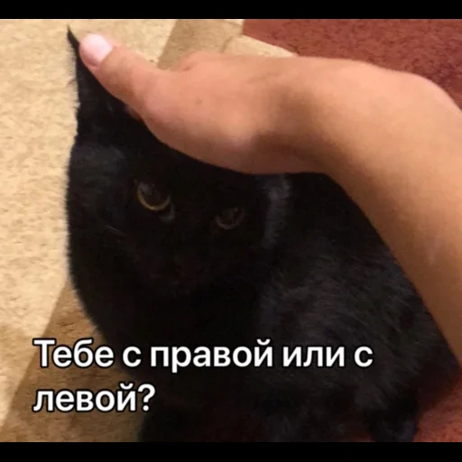 кот, кошка, котики, кошечка, черный котик