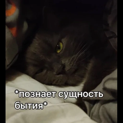 кот, кошка, котик, кошечка, кот философ