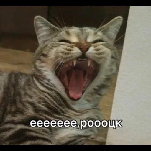 кот, животные, кот ржет, зевающий кот, смеющийся кот