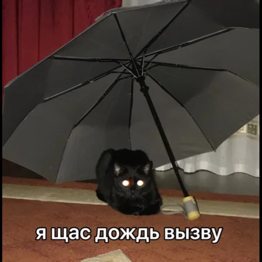 gato, paraguas, paraguas, debajo del paraguas, juego de paraguas para gatos