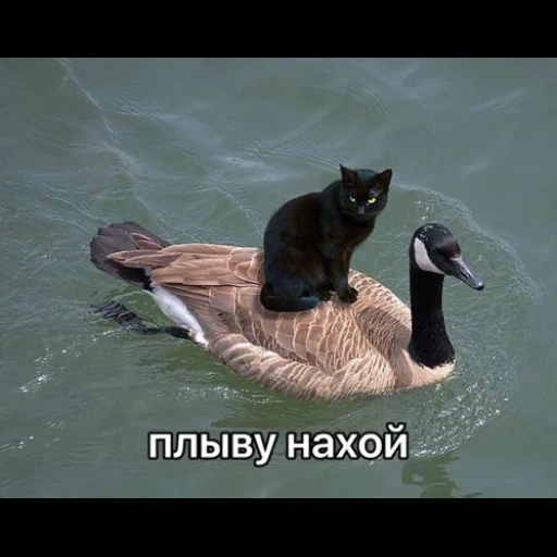 cat, cat duck, birds animals, the funniest animals, the cat floats a suit of duck