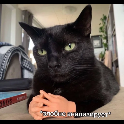 der kater, katze, schwarzer kater, die katze ist schwarz, bombay cat