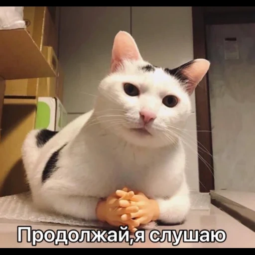 кот, кошка, котики, юмор приколы, счастливая кошка