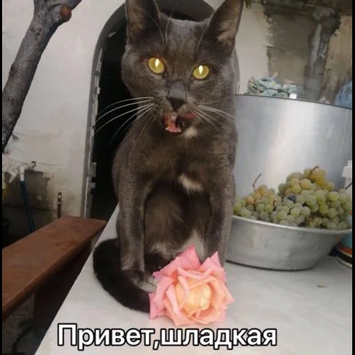 кот, кошка, котики, кошечка, бурманская кошка