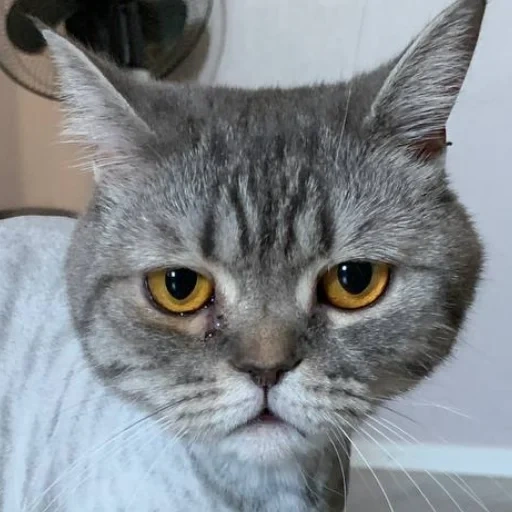 gato, gato gris, cara de gato, gato británico, gato de pelo corto británico