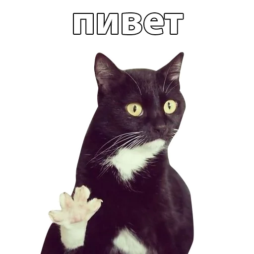 cat, hi cat, zdarov's cat, the cat greets, a questioning cat
