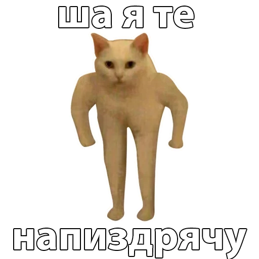 cat, memes, cats, cat meme