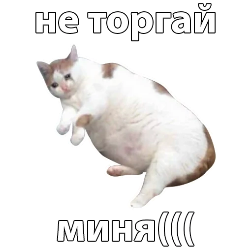 fat cat, fat cat, fat cat on the meme, pop cat transparent background