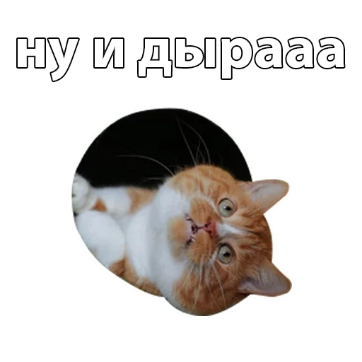 кот, котики, лицо кота, всратые коты