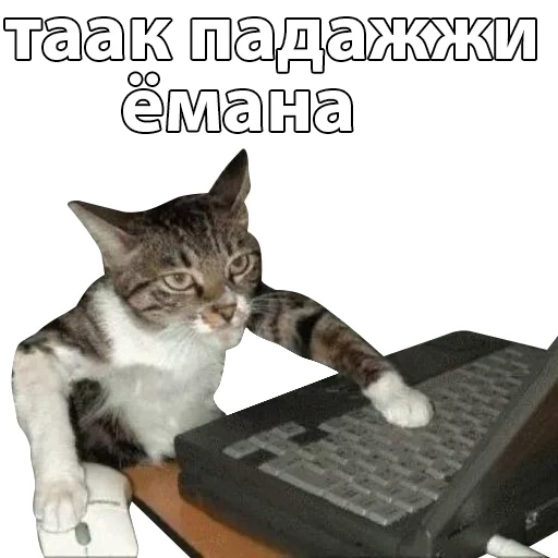 chat, pirate de chat, kitty admin, le chat est à l'ordinateur