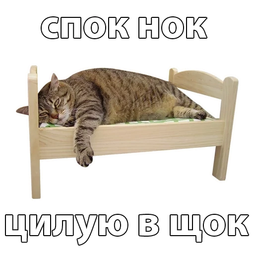 the cat is the bed, cat bed, the animals are cute, funny animals, the cat lies bed