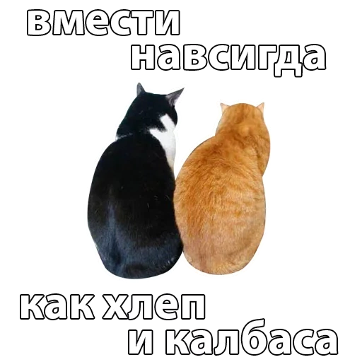 кот, кошка, котики, четкие приколы