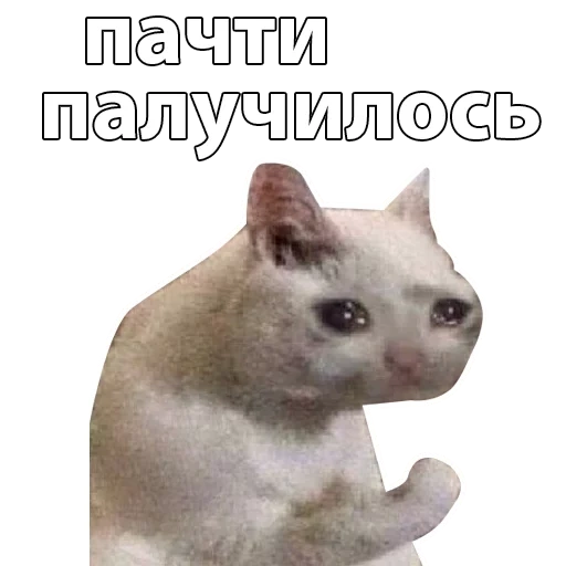 cats, cat meme, mem cat, crying cat