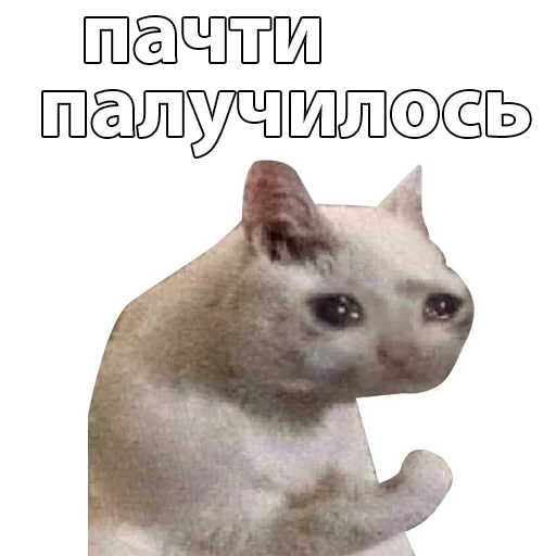 котики, кот мем, мем кошка, плачущий кот