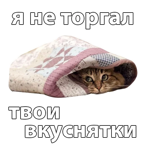 chat, sous la couverture, une couverture chaude, le chat est sous la couverture, chat sous une couverture chaude