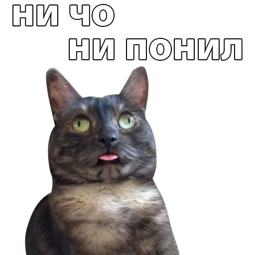 gato de meme, gato gato, meme de gato serio, la señal se pierde el gato