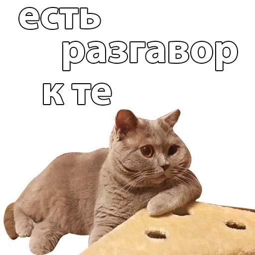 кот, кошка, британский кот, британская короткошёрстная кошка