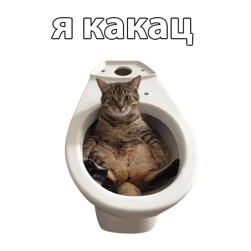 gatto, il gatto è igienico, il bagno dei gatti, gabinetto, gatti divertenti da toilette