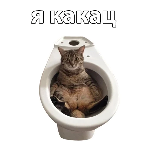 котик, кот унитазе, унитаз кошек, котик унитазе, смешные коты унитазе