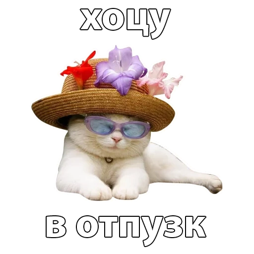chat, chat, chapeau de minou, chapeau de chat, un chapeau de chat