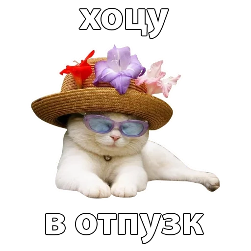 котик, кошка, котик шляпе, кошка шляпе, котик шляпке