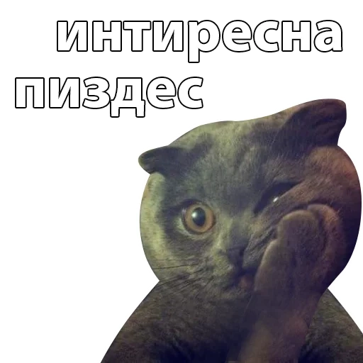 cat, cats, memes