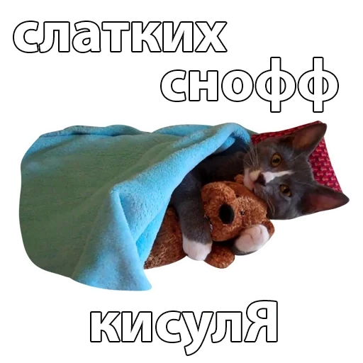 cat, pack, funny cats, cute animals, the cat is under the blanket