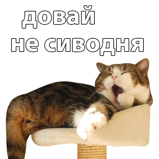 cat, cat, cat maru, the animals are cute, czech kitten
