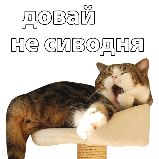 кот, кошка, кот мару, животные милые, чешский котенок