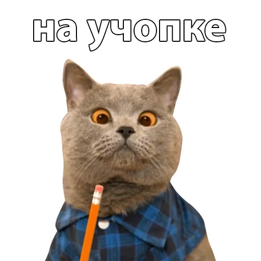 кот, cat, курсе кот, кот аронс, кот баттерс