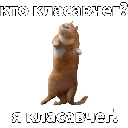 котик, танцующий кот, смешные животные