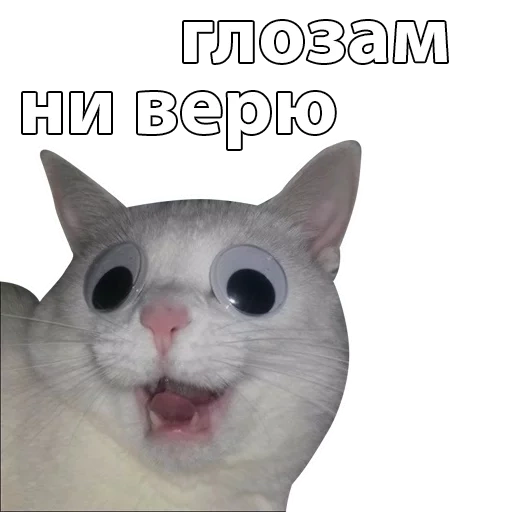 gato, gato, mem cat, pat para um meme de fundo branco, meme de gato assustado