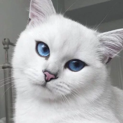 коби кот, шиншилла пойнт коби, британская шиншилла коби, белый кот голубыми глазами, белая кошка голубыми глазами