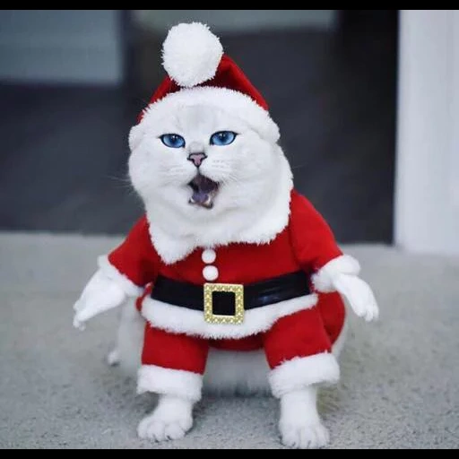 санта-клаус, санта клаус костюм, кот коби новогодний, a pet cat новогодние, кошки костюме санта клауса