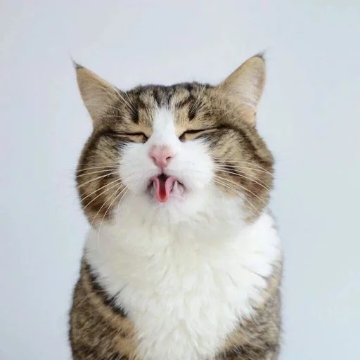 кот, кот язык, кот рекси, кот смешной, кошка высунула язык