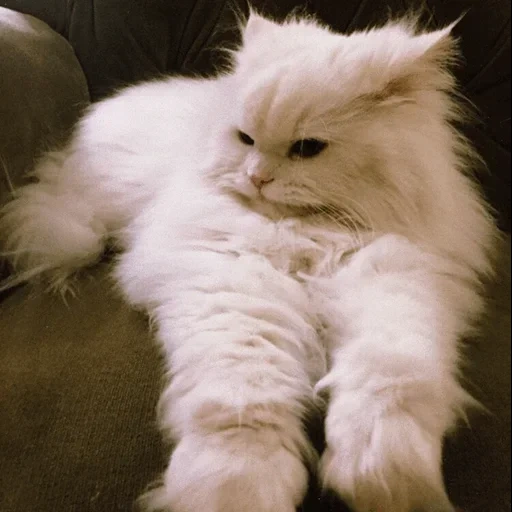 gato persa, gato blanco esponjoso, gato de raza persa, gato persa blanco, gato persa albino