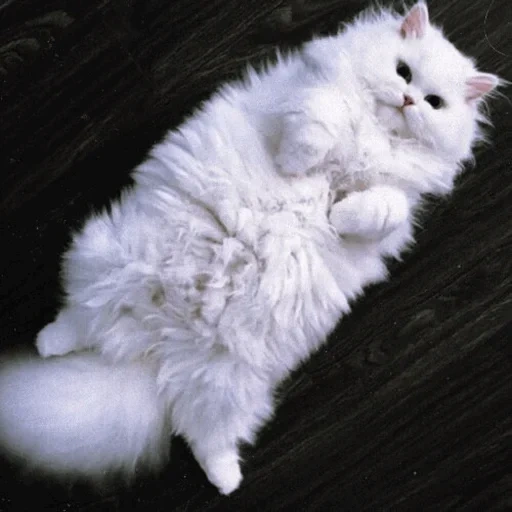 gatto d'angola, gatto peloso bianco, razza di gatto peloso, gatto peloso bianco, varietà di gatto peloso bianco