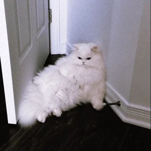 кот, кошки, кошка сибирская, персидская кошка, белый пушистый котенок