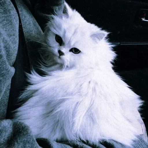 gatos, gatos esponjosos, el gato blanco es esponjoso, gatitos de angora persa, gato de chinchilla angora