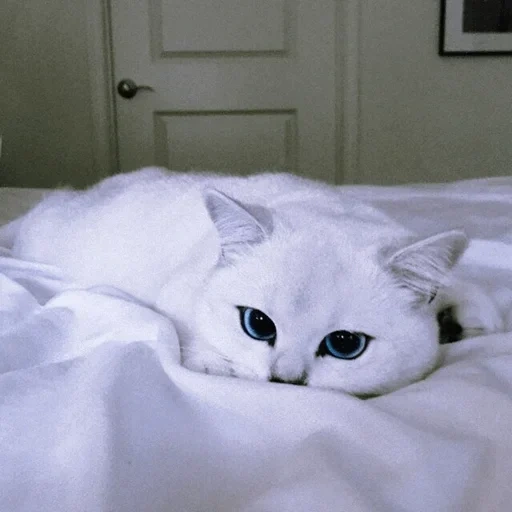 кот коби, кошка коби, белая кошка, белый кот голубыми глазами, белый котик голубыми глазами