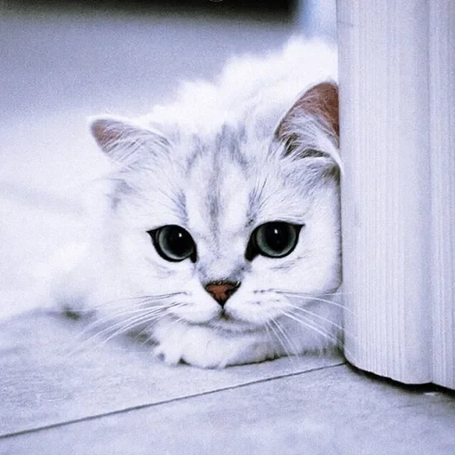 redi cat, kucing sedih, kucing sedih, anak kucing itu sedih, kucing lucu berwarna putih