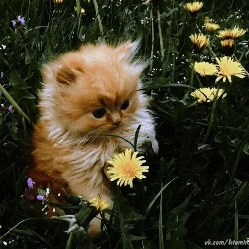 kucing adalah rumput, kucing dandelive, anak kucing merah, bunga kucing merah, kucing merah yang indah sebagai rebana