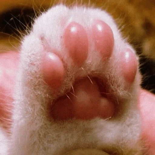foot, cat's paw, cat's paw, cat's paw