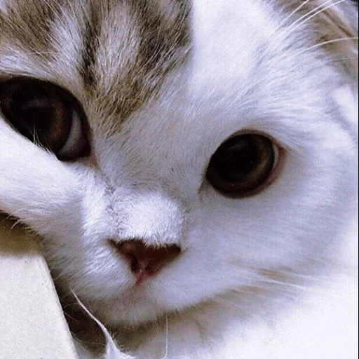 chat, chat, chats mignons, les chats mignons sont blancs, les yeux bruns de chaton