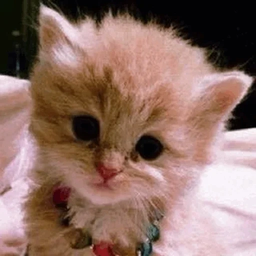 kitty carino, un bel sigillo, carino gattino, gattino molto carino, gattino più carino