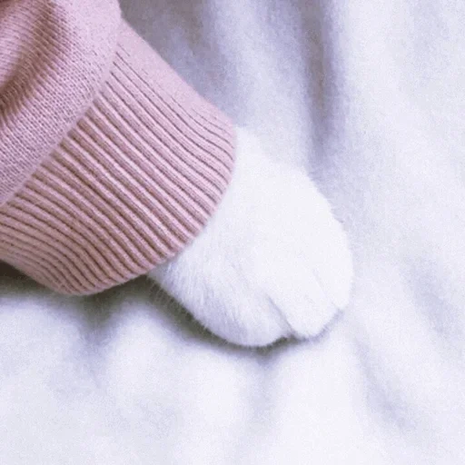 foot, socks, socks, cat's paw, cat paw aesthetics