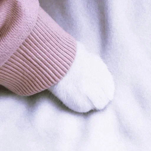 le pied, chaussettes, chaussettes, pattes de chat, esthétique des jambes félines