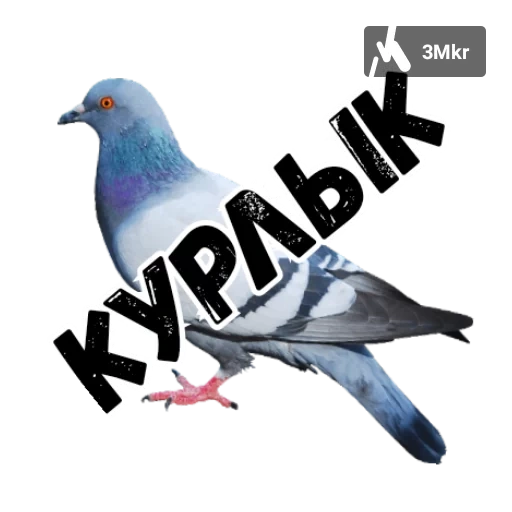 pigeon, croix, oiseau pigeon, pigeon bleu, pigeon gris